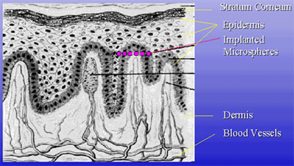 skin structure